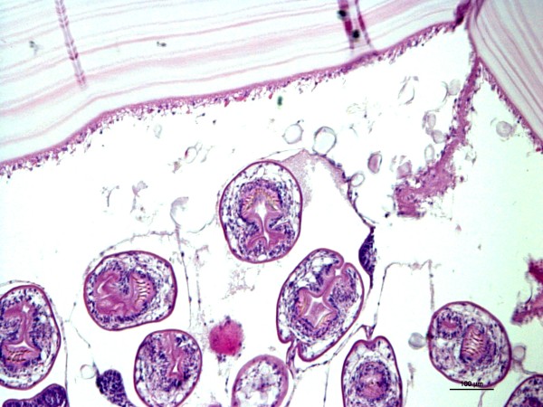 Case #12, Fig. 2