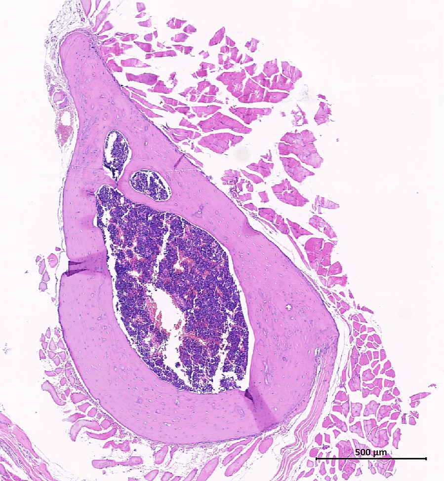 Case #23, Fig. 6