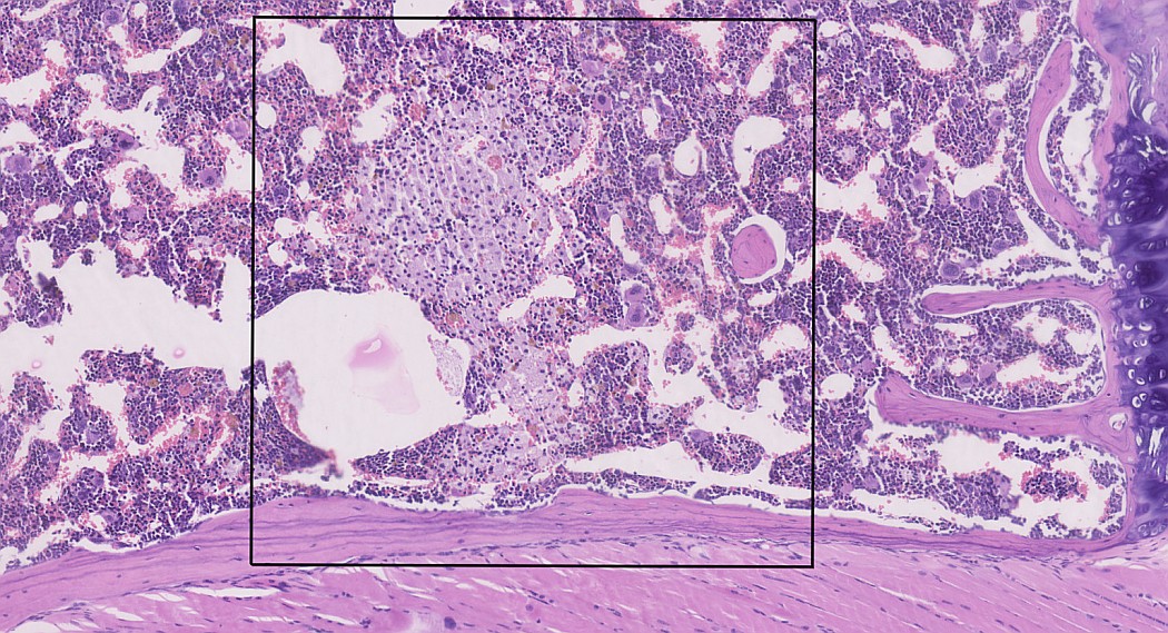 Case #28, Fig. 9