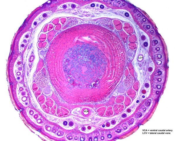 Case #9, Fig. 4