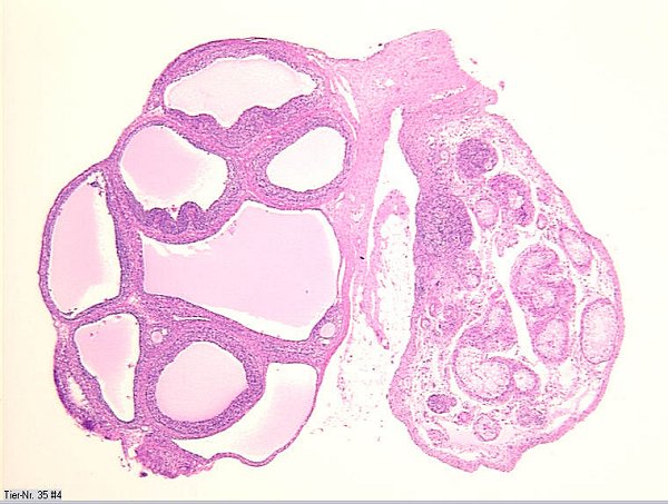 Case # 8, Fig. 3