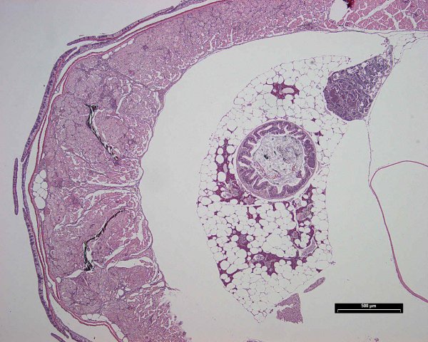 Case # 9, Fig. 1